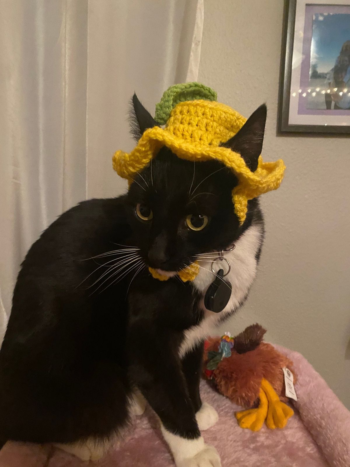 Handmade Crochet Cat Hat – Cute, Warm & Comfortable Pet Accessory